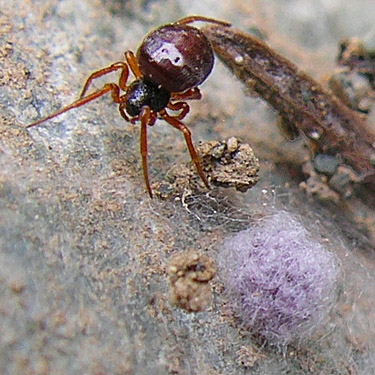 theridiid spider Crustulina sticta under rock with egg sac, flank of Mt. Cavanaugh, Skagit County, Washington