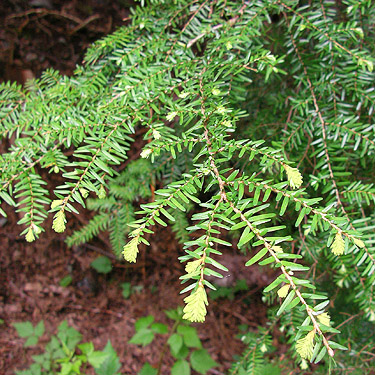 western hemlock foliage, S of Lake Creek, west of Lake Cavanaugh, Skagit County, Washington