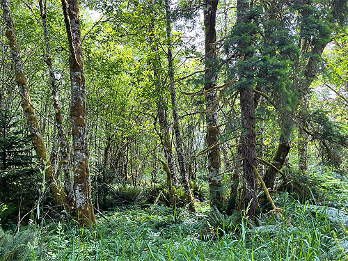 stand of alder, western part of Centralia-Alpha Road, Lewis County, Washington