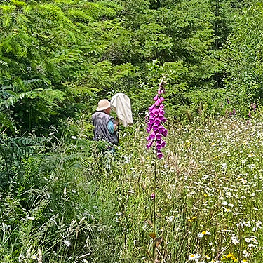 Rod Crawford preparing to beat conifers, western part of Centralia-Alpha Road, Lewis County, Washington