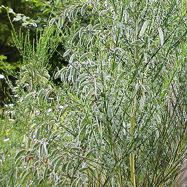 Scots broom with seeds, western part Centralia-Alpha Road, Lewis County, Washington