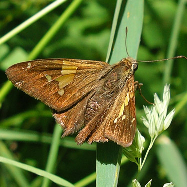 Epargyreus clarus, a skipper butterfly, western part Centralia-Alpha Road, Lewis County, Washington