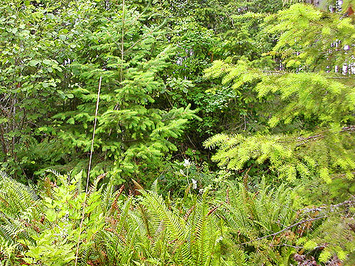 accessible conifer trees, western part Centralia-Alpha Road, Lewis County, Washington