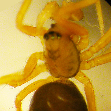 penultimate male spider Coreorgonal monoceros, western part Centralia-Alpha Road, Lewis County, Washington