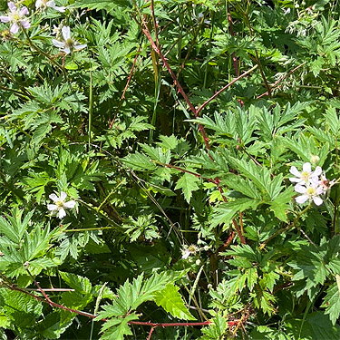 cutleaf blackberry in clearcut, western part Centralia-Alpha Road, Lewis County, Washington