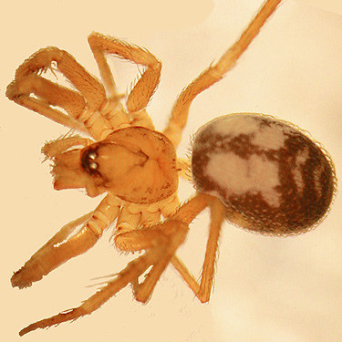 female spider Cybaeota shastae from dead wood, western part Centralia-Alpha Road, Lewis County, Washington
