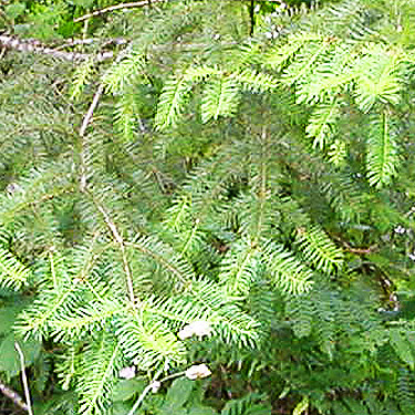 Douglas-fir foliage, western part Centralia-Alpha Road, Lewis County, Washington