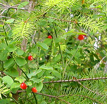 red huckleberry Vaccinium parvifolium, western part Centralia-Alpha Road, Lewis County, Washington
