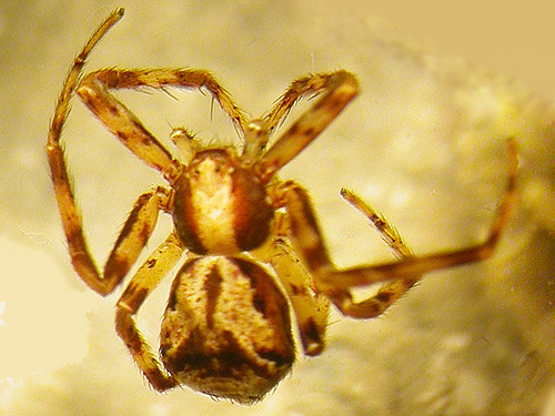 mature female spider Philodromus josemitensis, western part Centralia-Alpha Road, Lewis County, Washington
