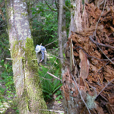 Laurel Ramseyer collecting from dead wood, western part Centralia-Alpha Road, Lewis County, Washington