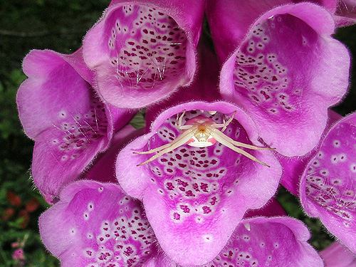 flower crab spider Misumena vatia in foxglove, western part Centralia-Alpha Road, Lewis County, Washington