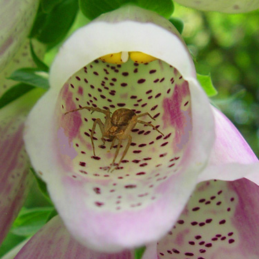 invasive spider Philodromus dispar in foxglove, western part Centralia-Alpha Road, Lewis County, Washington