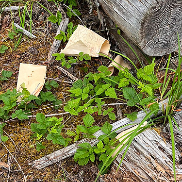 discarded paper proved to be spider habitat, western part Centralia-Alpha Road, Lewis County, Washington