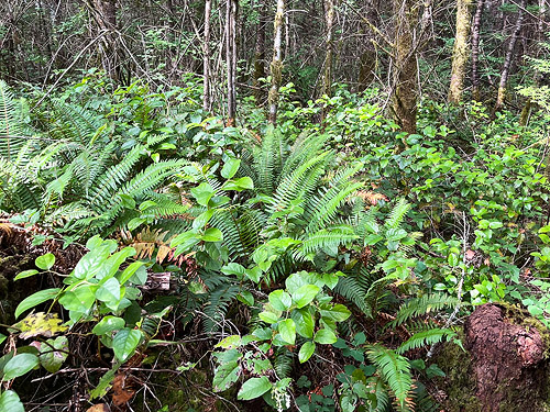 forest understory, western part Centralia-Alpha Road, Lewis County, Washington