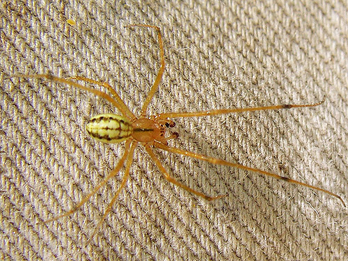 male spider Enoplognatha ovata, swept from western part Centralia-Alpha Road, Lewis County, Washington