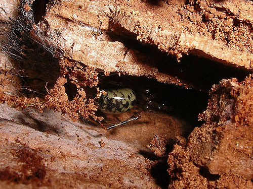 Pimoa altioculata spider in rotten stump, western part Centralia-Alpha Road, Lewis County, Washington