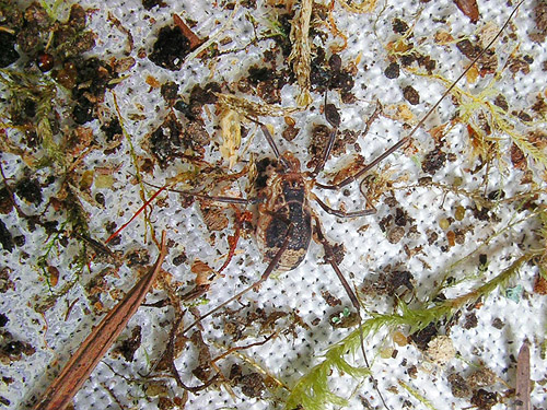 Protolophus harvestman from moss, western part Centralia-Alpha Road, Lewis County, Washington