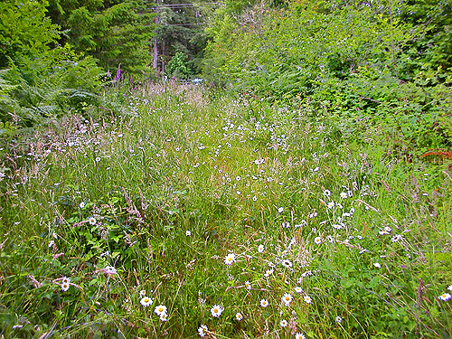 road covered with field plants, western part Centralia-Alpha Road, Lewis County, Washington