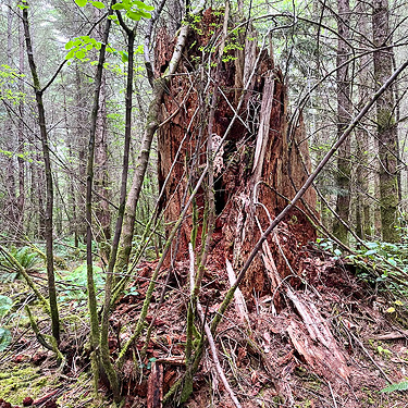 dead snag in forest, western part Centralia-Alpha Road, Lewis County, Washington