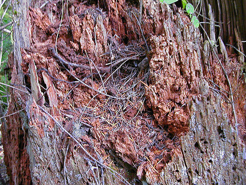 disintegrating stump, western part Centralia-Alpha Road, Lewis County, Washington