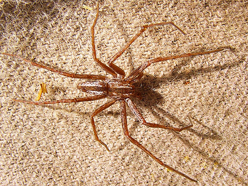 male spider Tibellus oblongus swept, western part of Centralia-Alpha Road, Lewis County, Washington
