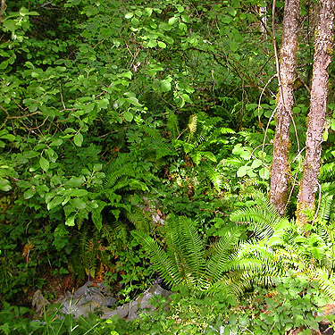 forest understory, western part Centralia-Alpha Road, Lewis County, Washington
