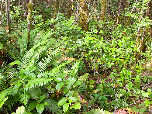 forest understory, western part Centralia-Alpha Road, Lewis County, Washington