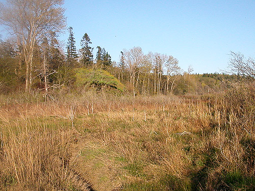 marsh and forest behind rose zone, Gulf Road beach, Whatcom County, Washington