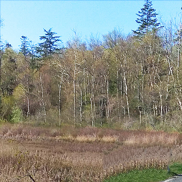 forest zone behind marsh zone, Gulf Road beach, Whatcom County, Washington