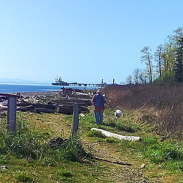 Rod Crawford taking a beach meadow sweep sample, Gulf Road beach, Whatcom County, Washington