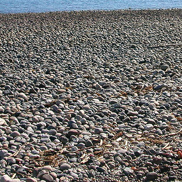 Cobble beach, Pardosa lowrie habitat, Gulf Road beach, Whatcom County, Washington