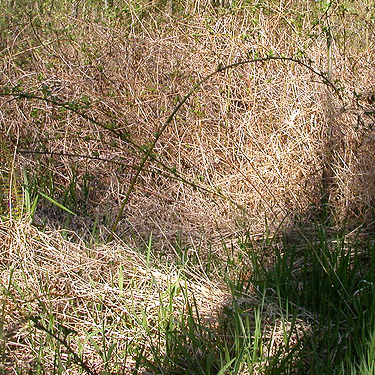 invasive blackberry at edge of big field on Lonseth Road, Whatcom County, Washington