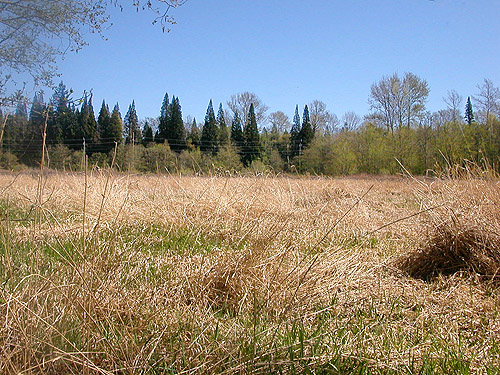 nearly spider-free big field on Lonseth Road, Whatcom County, Washington