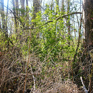 impenetrable understory, big field on Lonseth Road, Whatcom County, Washington