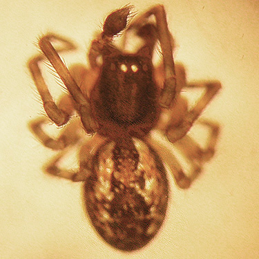spider, Lathys humilis, from Lynden, Washington