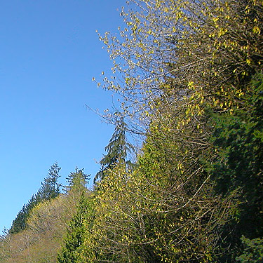 trees leafing out along I-5 south of Bellingham, Washington on 16 April 2021.