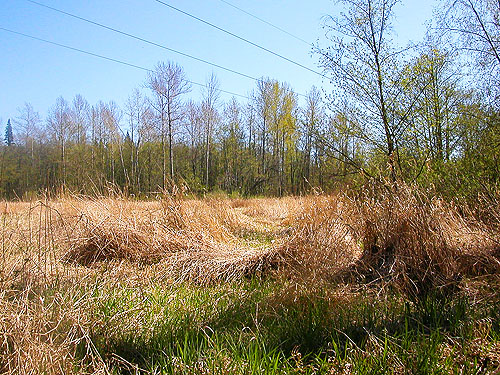 no spiders swept from big field on Lonseth Road, Whatcom County, Washington