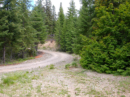bend in side road where spiders were collected, China Point area, Cle Elum River, Kittitas County, Washington