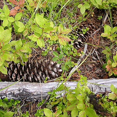 western white pine cones Pinus monticola, NE of China Point, Cle Elum River, Kittitas County, Washington