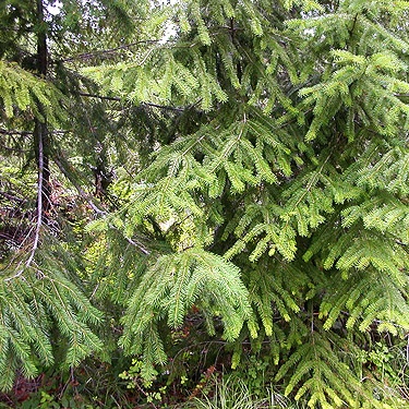 conifer foliage, Abies sp., China Point area, Cle Elum River, Kittitas County, Washington