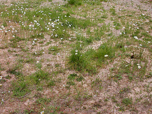 daisies at roadside clearing, China Point area, Cle Elum River, Kittitas County, Washington