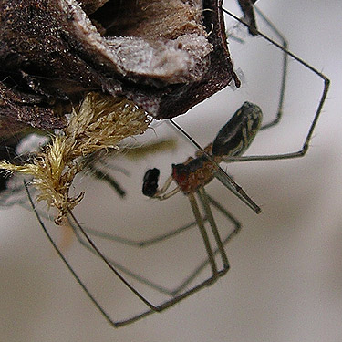 linyphiid spider Neriene litigiosa, NE of China Point, Cle Elum River, Kittitas County, Washington