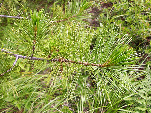 western white pine foliage Pinus monticola, NE of China Point, Cle Elum River, Kittitas County, Washington