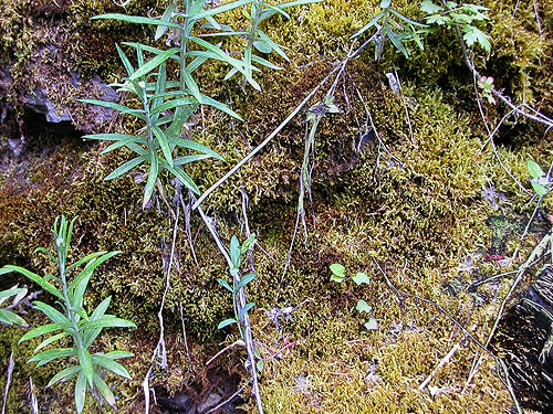 moss in ravine of Paris Creek, NE of China Point, Cle Elum River, Kittitas County, Washington