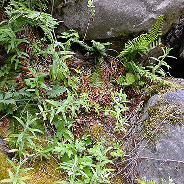 vegetaion in ravine of Paris Creek, NE of China Point, Cle Elum River, Kittitas County, Washington