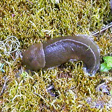 banana slug Ariolimax columbianus in ravine of Paris Creek, NE of China Point, Cle Elum River, Kittitas County, Washington