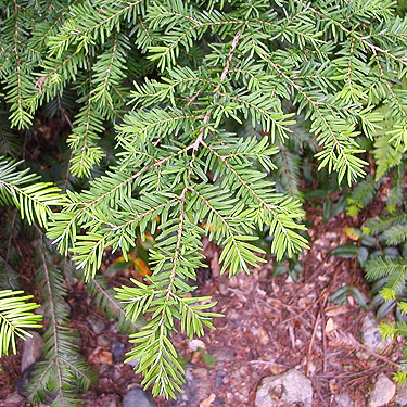 western hemlock Tsuga heterophylla foliage, NE of China Point, Cle Elum River, Kittitas County, Washington