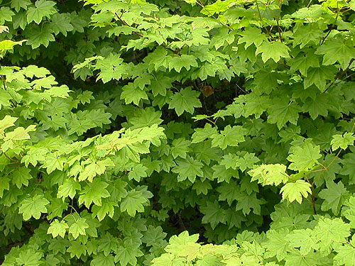 vine maple foliage, China Point area, Cle Elum River, Kittitas County, Washington