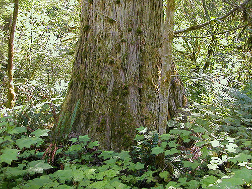 big red cedar trunk, Thuja plicata, Douglas Fir Campground, Whatcom County, Washington