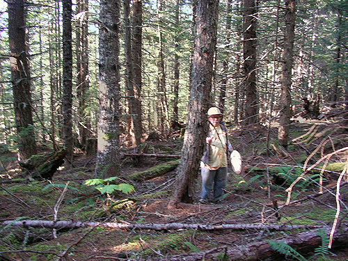 Rod Crawford seeking dead wood in closed canopy forest, crest of West Church Ridge, Whatcom County, Washington